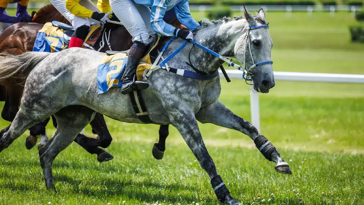 The Middle Jewel of the Triple Crown is set for Pimlico this weekend. Find the Preakness Stakes odds and our picks here.