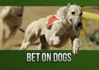 Greyhound dogs racing on a track wearing numbered vests, with the text ‘Bet on Dogs’ displayed below.
